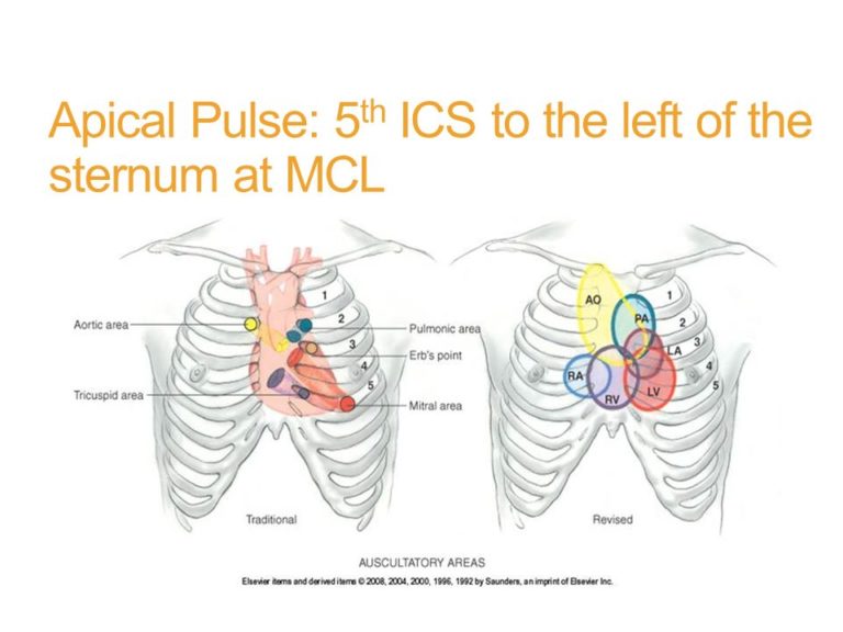 What is Apical Pulse Definition and Process of Measurement